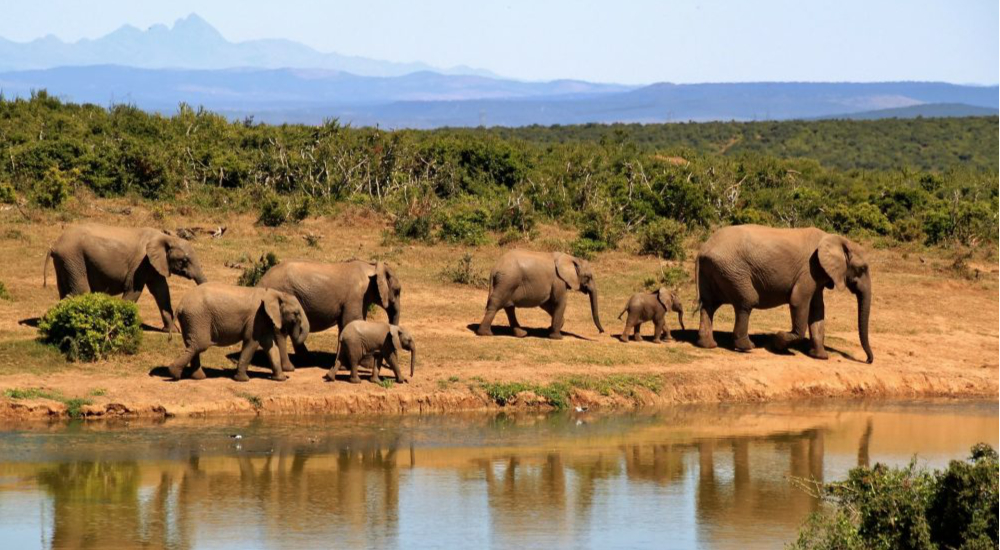 00-elephant-reserve-sigean