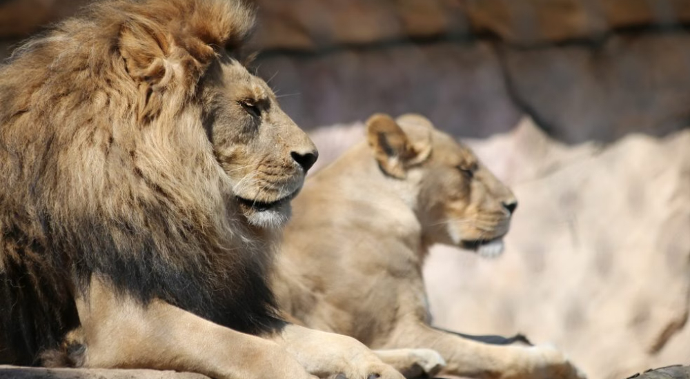 00-lion-reserve-africaine