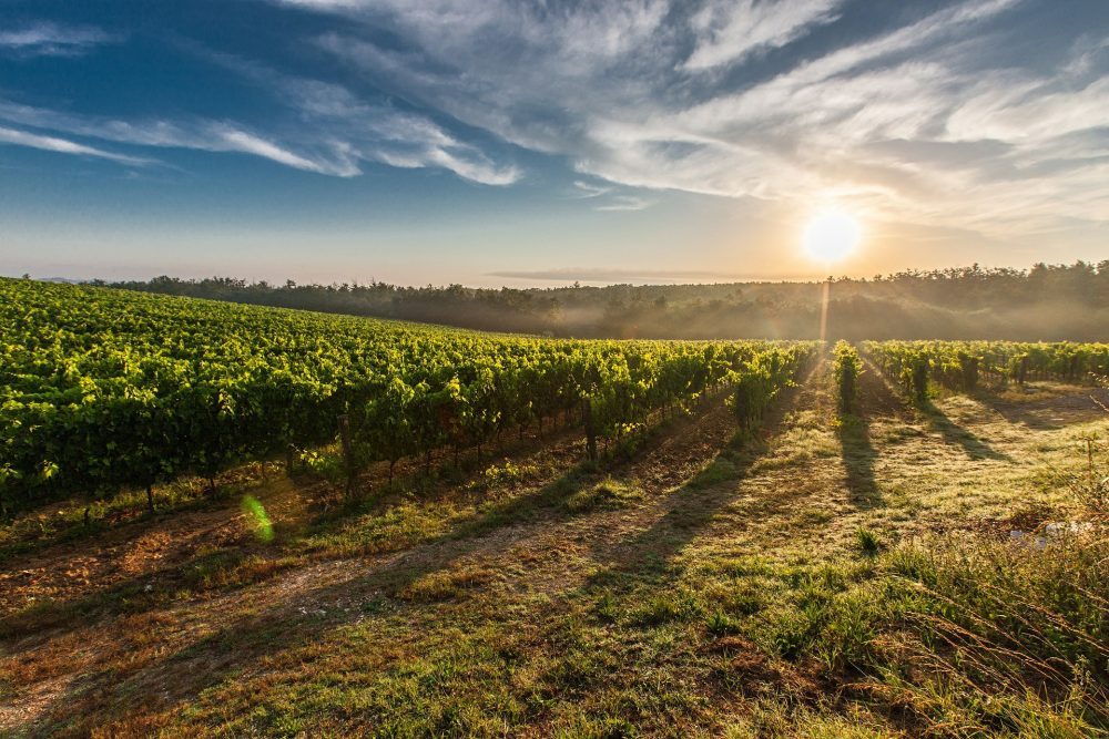 00-vigne-la-clape