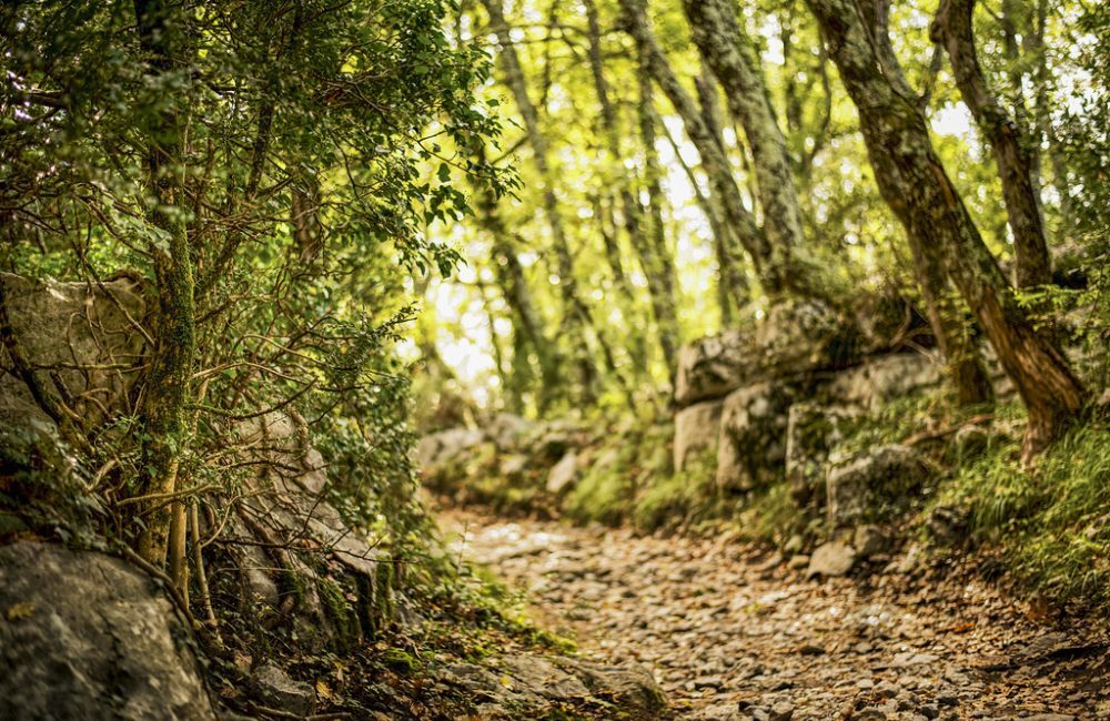 sentier-garrigue